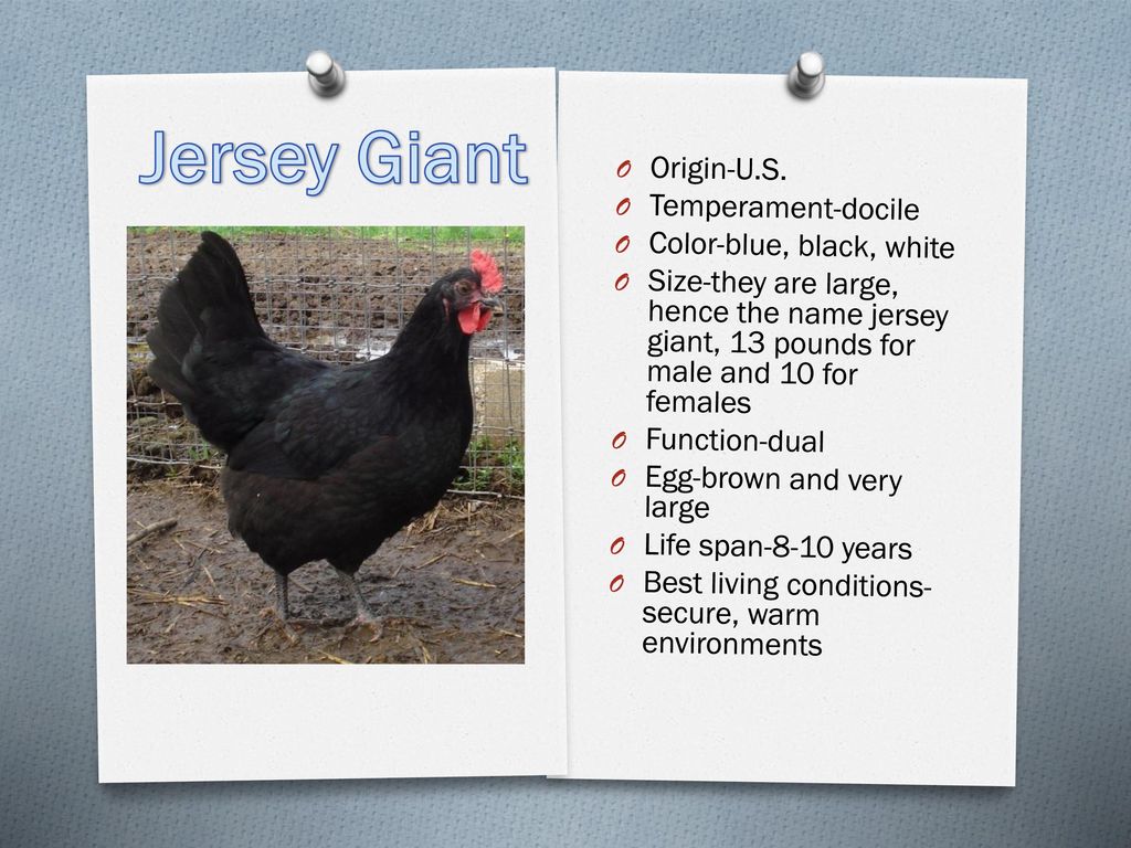jersey giant size