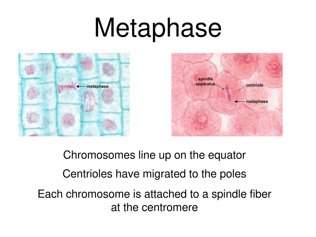 One cell dividing into 2 identical Biology Diagrams