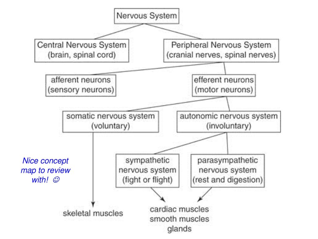 Nervous System Ppt Download