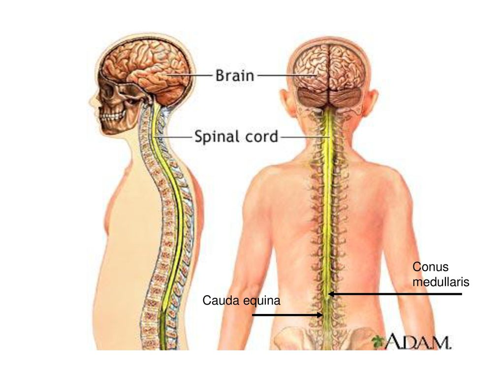 Заболевания головного и спинного мозга. Головной и спинной мозг. Головной и спинной МОЗ. Спинной мозг и головной мозг. Соединение спинного и головного мозга.