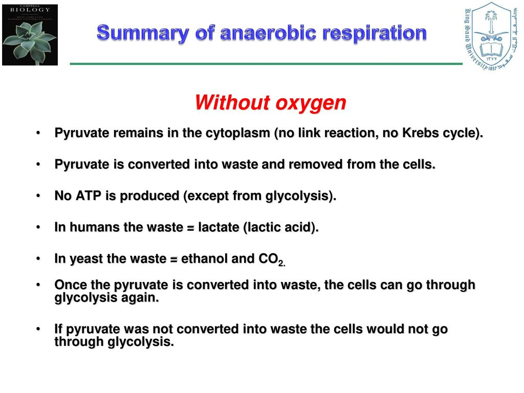 Summary of anaerobic respiration