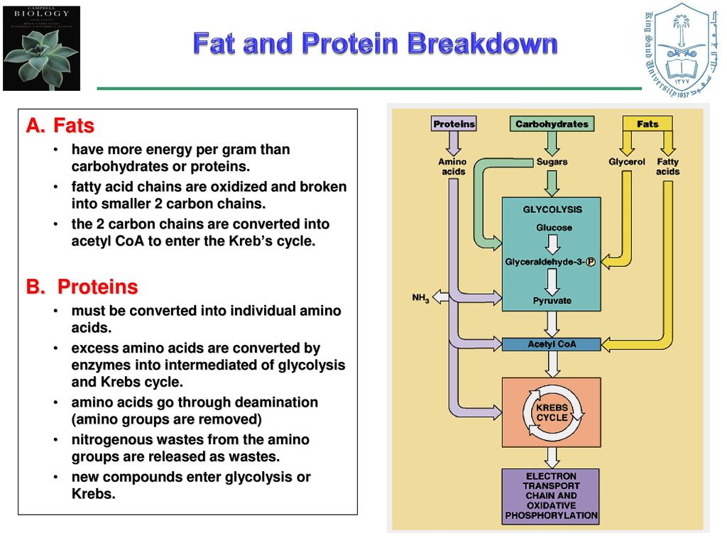 Fat and Protein Breakdown
