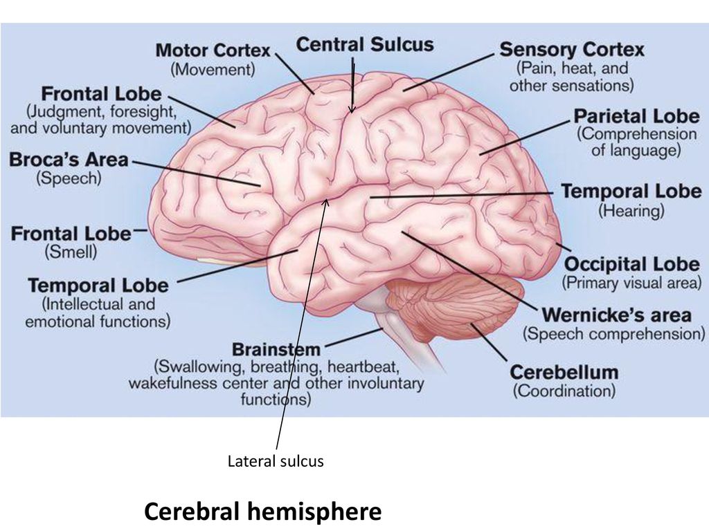 Nervous System Prof. Abdulameer Al-Nuaimi - ppt download