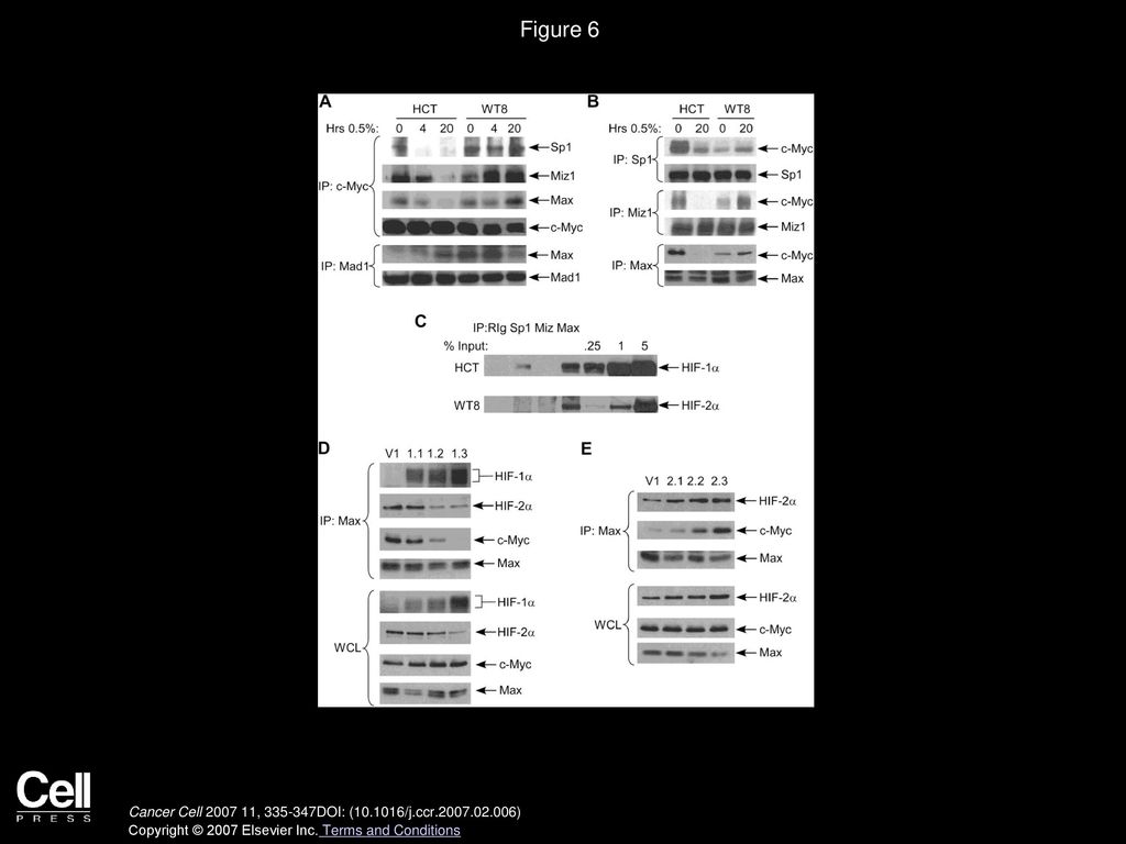Figure 6 HIF-α Effects on c-Myc Activity Correlate with Differential c-Myc Interactions with Sp1, Miz1, and Max.