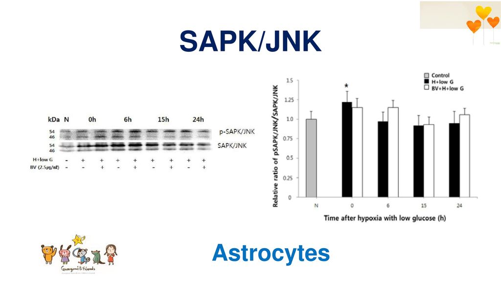 SAPK/JNK Astrocytes