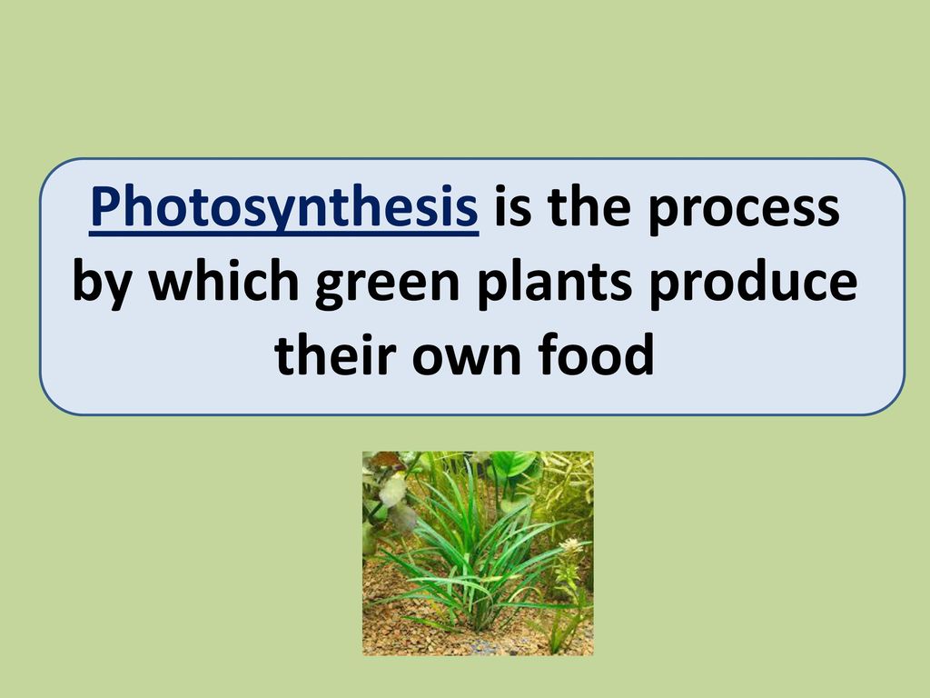 starch in plants