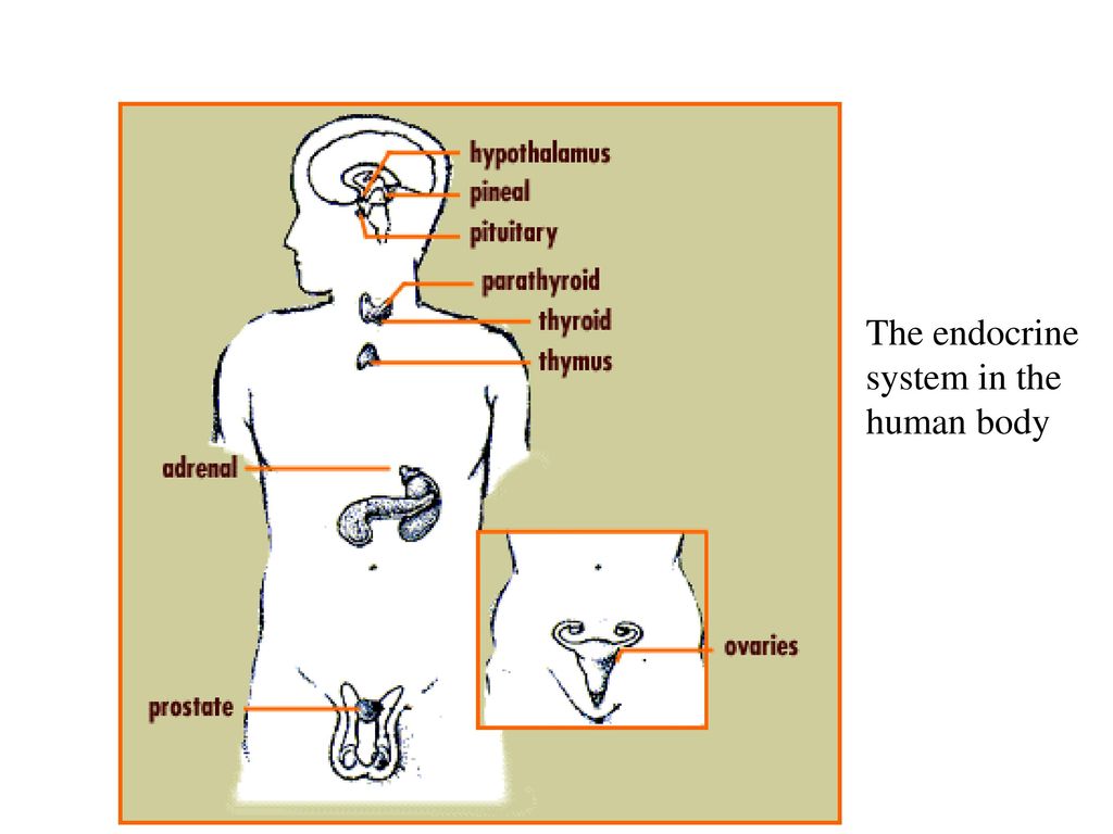 EOH3101 ENVIROMENTAL HORMONES ENVIRONMENTAL HEALTH ISSUES: Biology Diagrams