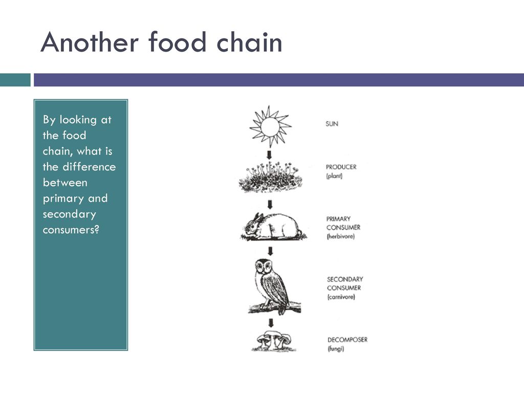 ecology-ppt-download