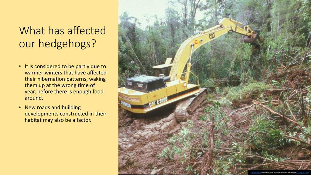 Help our Hedgehogs!. - ppt download