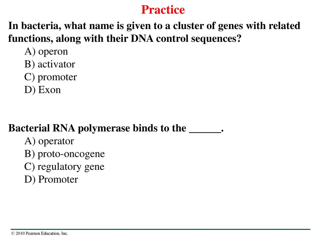 bacterial rna polymerase binds to the ______