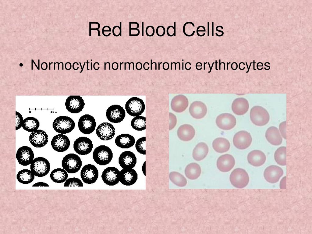 4,218 Blood Cell Drawing Royalty-Free Images, Stock Photos & Pictures |  Shutterstock