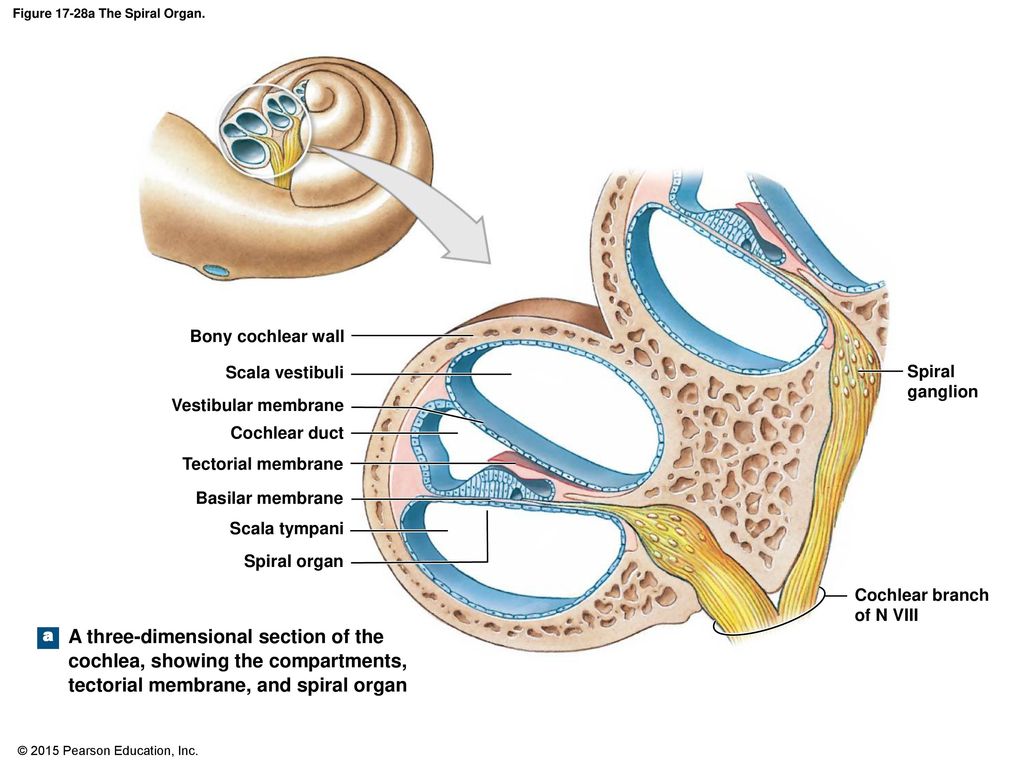Полость внутреннего уха заполнена воздухом. Cochlea анатомия. Строение внутреннего уха эндолимфа. Cochlea латынь. Helicotrema анатомия.