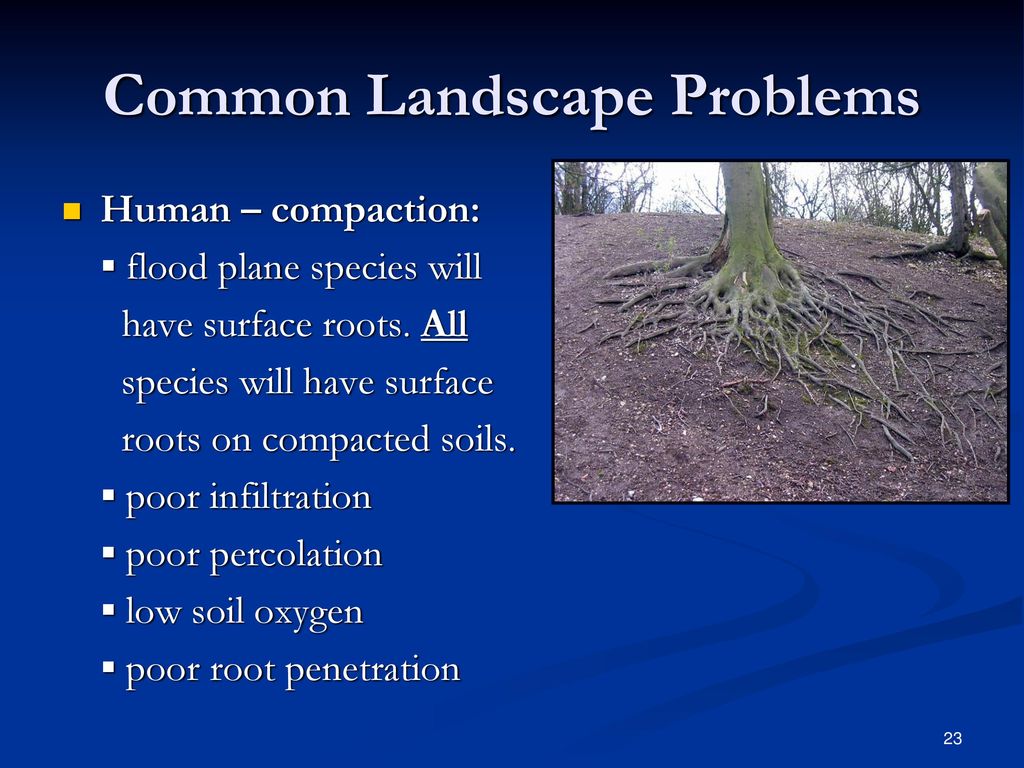 Common Landscape Problems