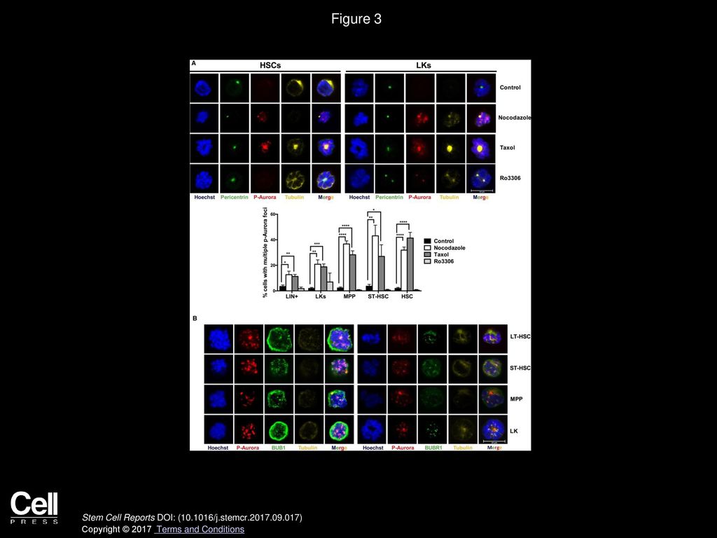 Figure 3 Treatment of HSPCs with Spindle Toxins Triggers the Distribution of Checkpoint Proteins to the Kinetochores.