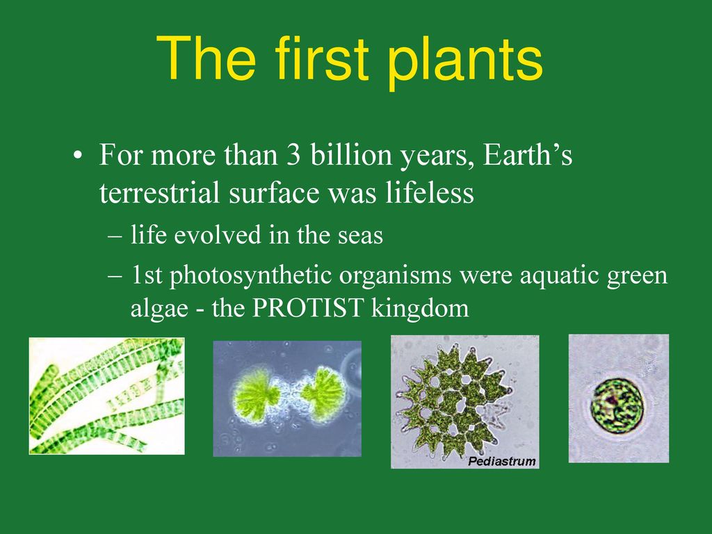first plants on earth