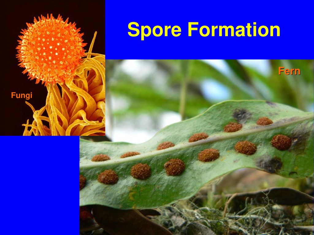 Spore Formation Fern Fungi