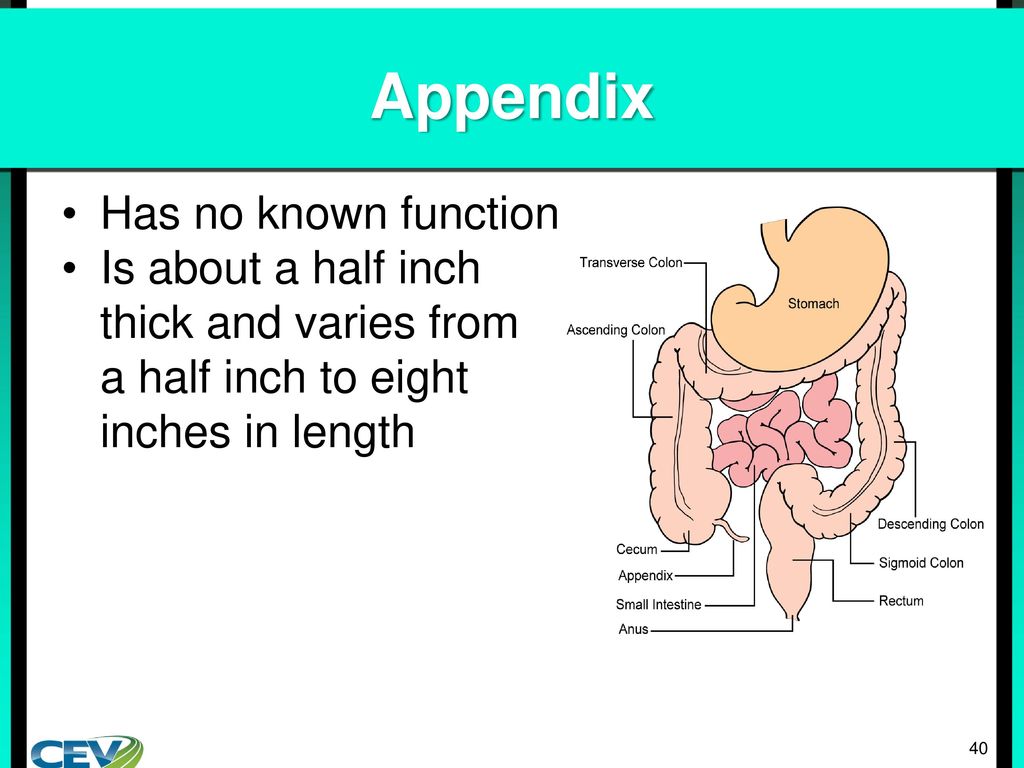 Objectives To identify the parts of the digestive system. - ppt download