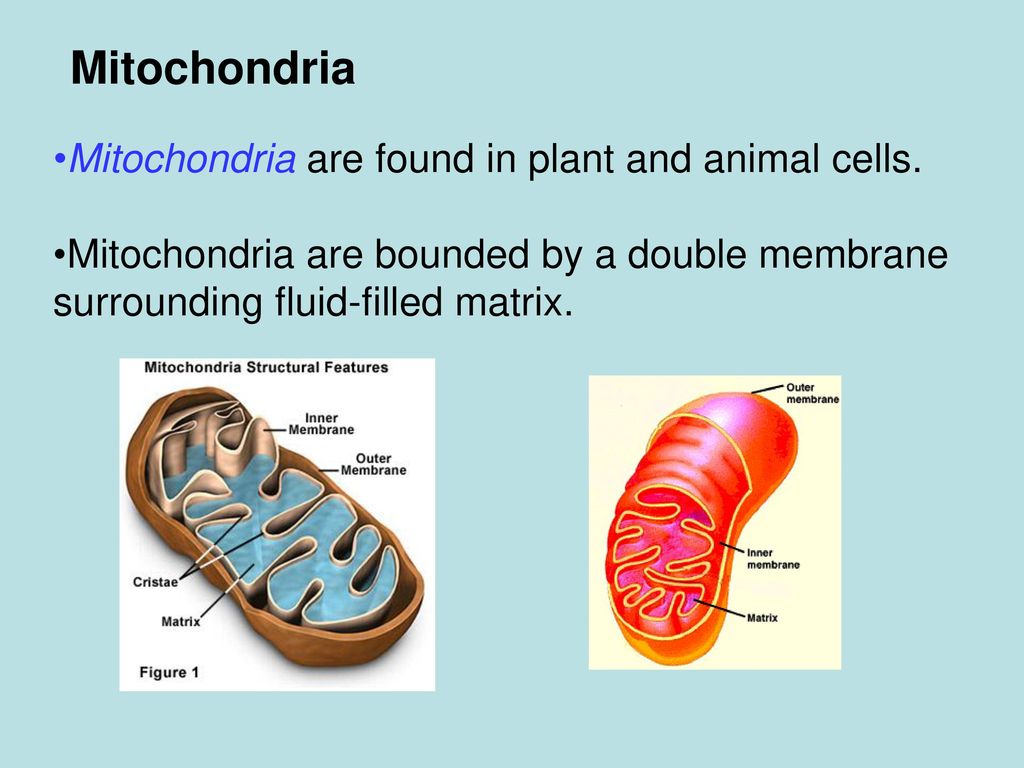 Cell Organization Living things are constructed of cells. - ppt download