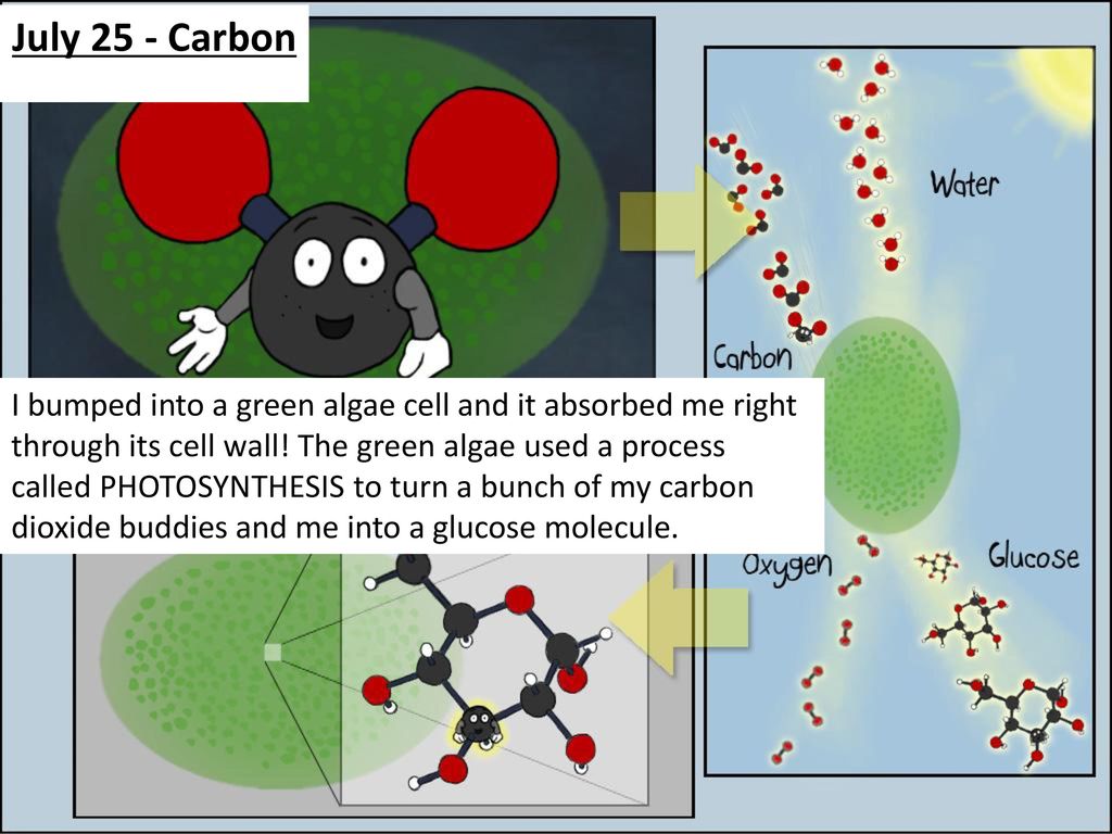 life of a carbon atom