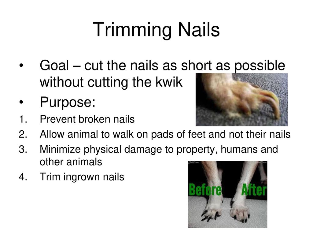 Trimming Nails How do you know how much to take off? - ppt download