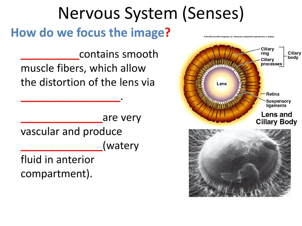 Nervous System (Senses) ppt download