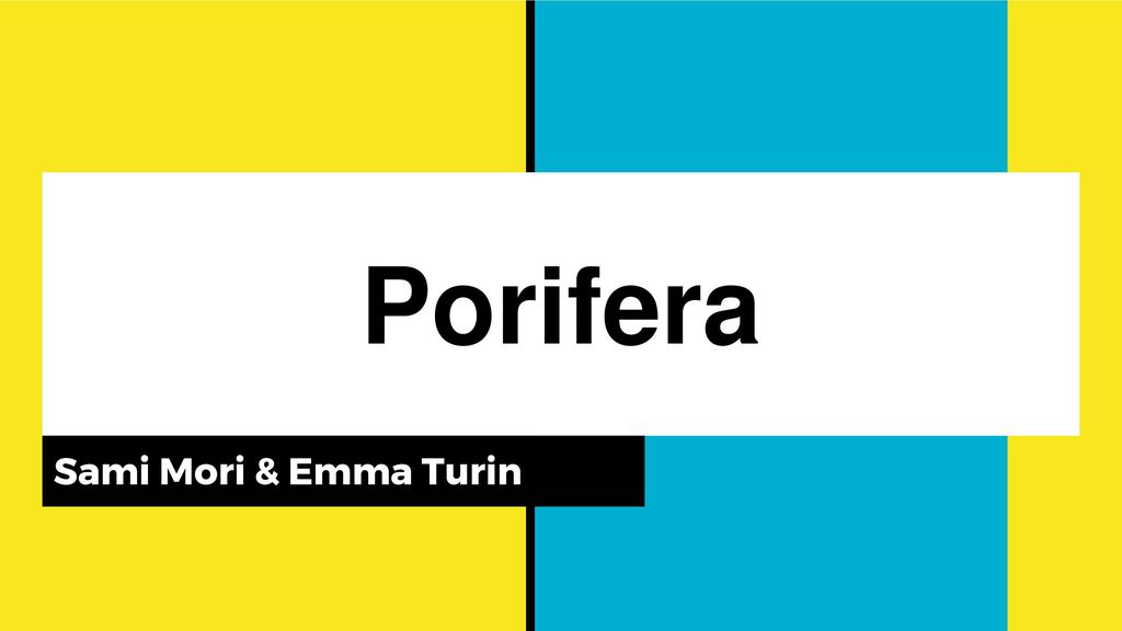 Porifera Sami Mori & Emma Turin. ppt download