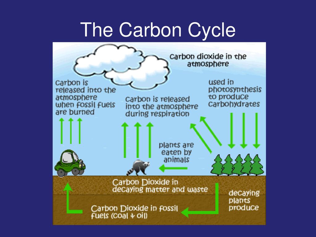 Use carbon dioxide. Carbon Cycle. Carbon Cycle in the Biosphere. Диоксида карбона. Carbon Cycle and climate.