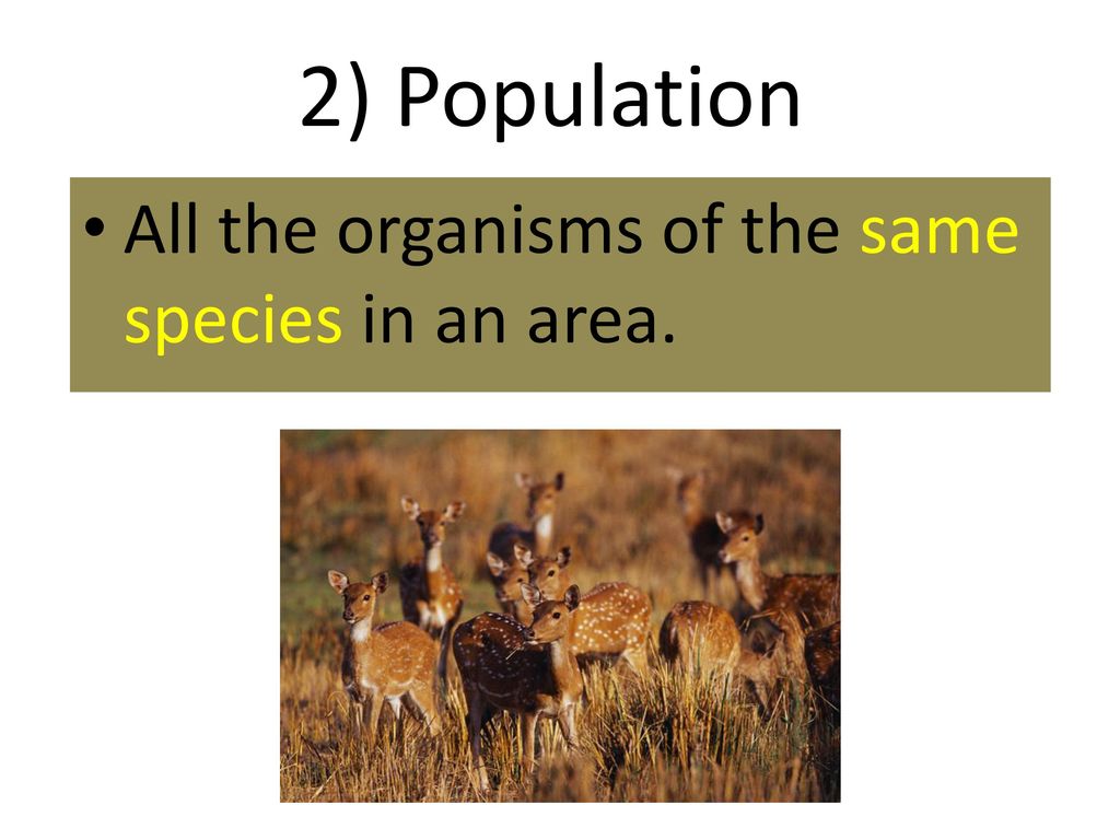 2) Population All the organisms of the same species in an area.