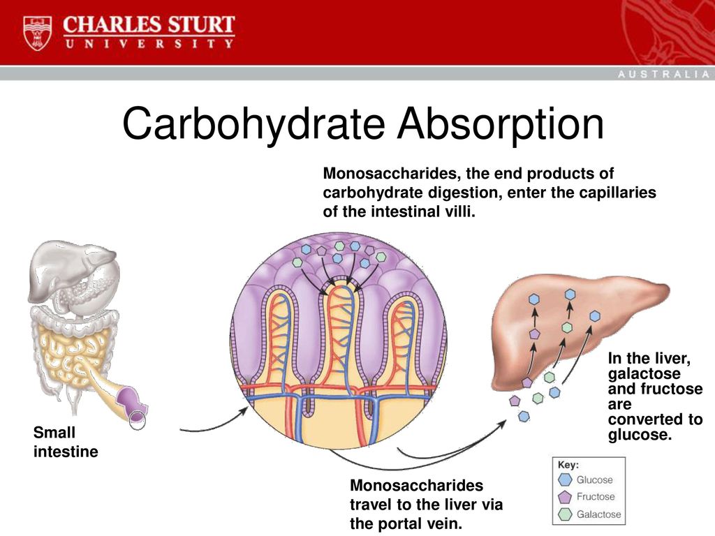 Carbohydrate Absorption