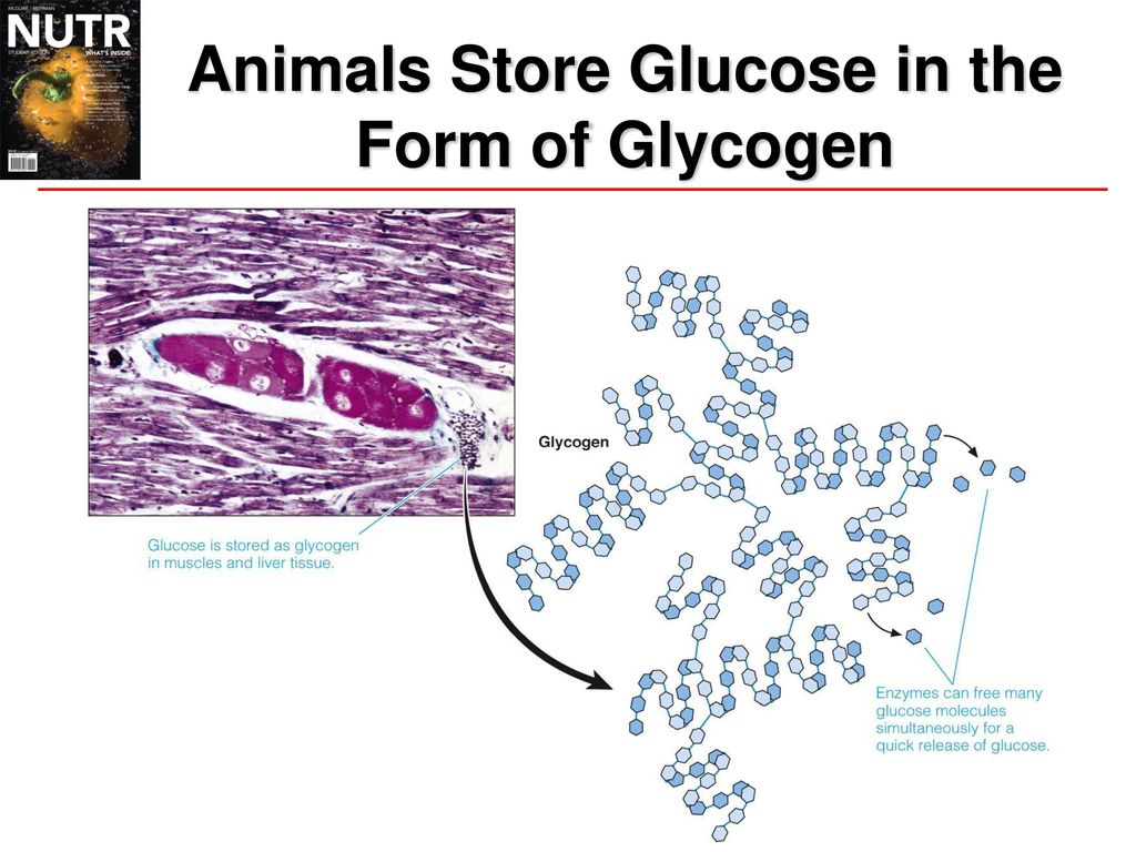 Carbohydrates chapter ppt download