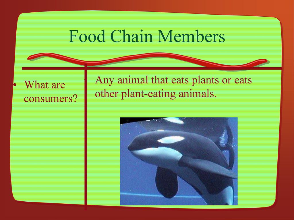 Environmental Vocabulary Biology Diagrams
