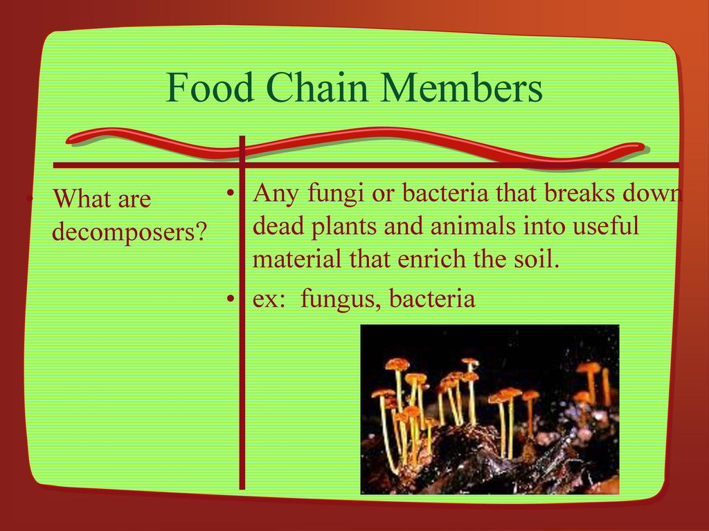 Environmental Vocabulary Biology Diagrams