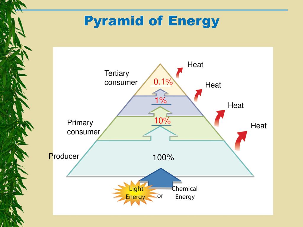 Pyramids Eq How Is Energy Calculated Through A Food Chain Ppt Download