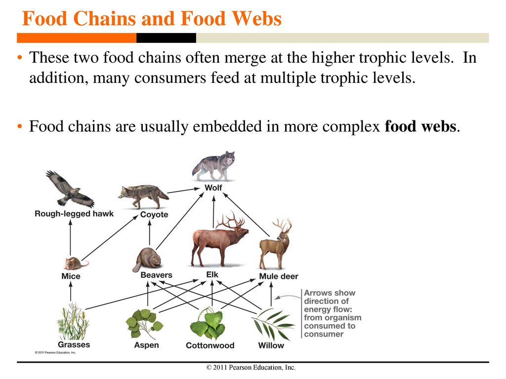 Key Concepts An ecosystem has four components: (1) the abiotic environment,  (2) primary producers, (3) consumers, and (4) decomposers. These  components. - ppt download