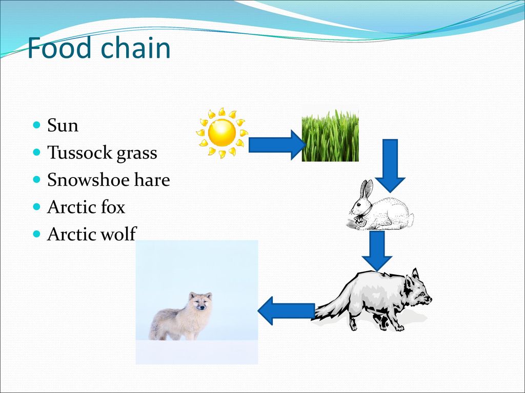 Tundra Food Web Biology Diagrams