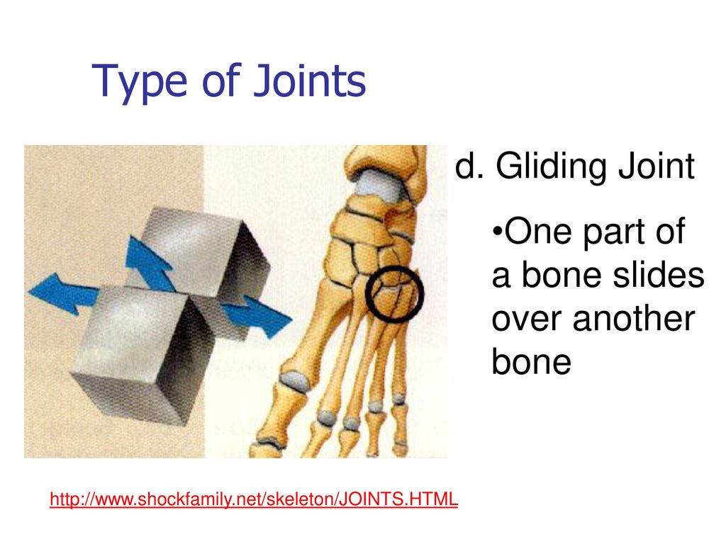 Bones muscles ppt download