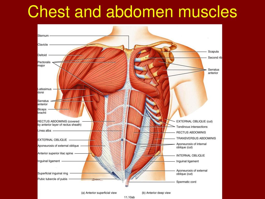 Chapter 11 Axial Muscles Of The Body Ppt Download