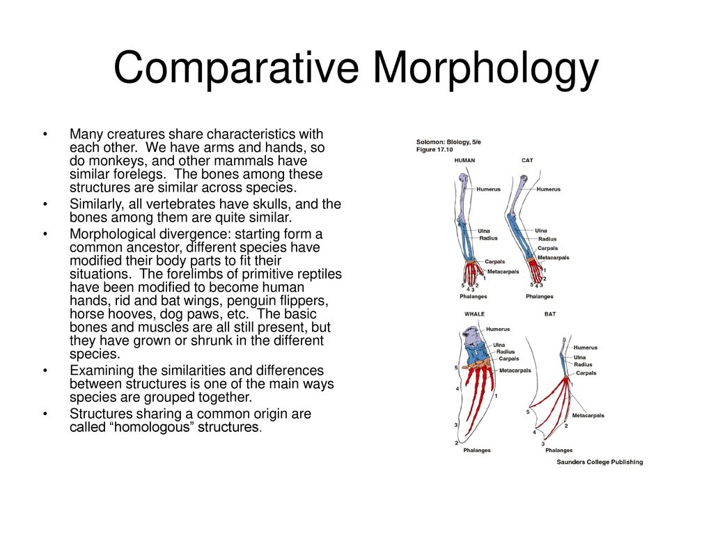 Macroevolution Macroevolution: major patterns and changes among living