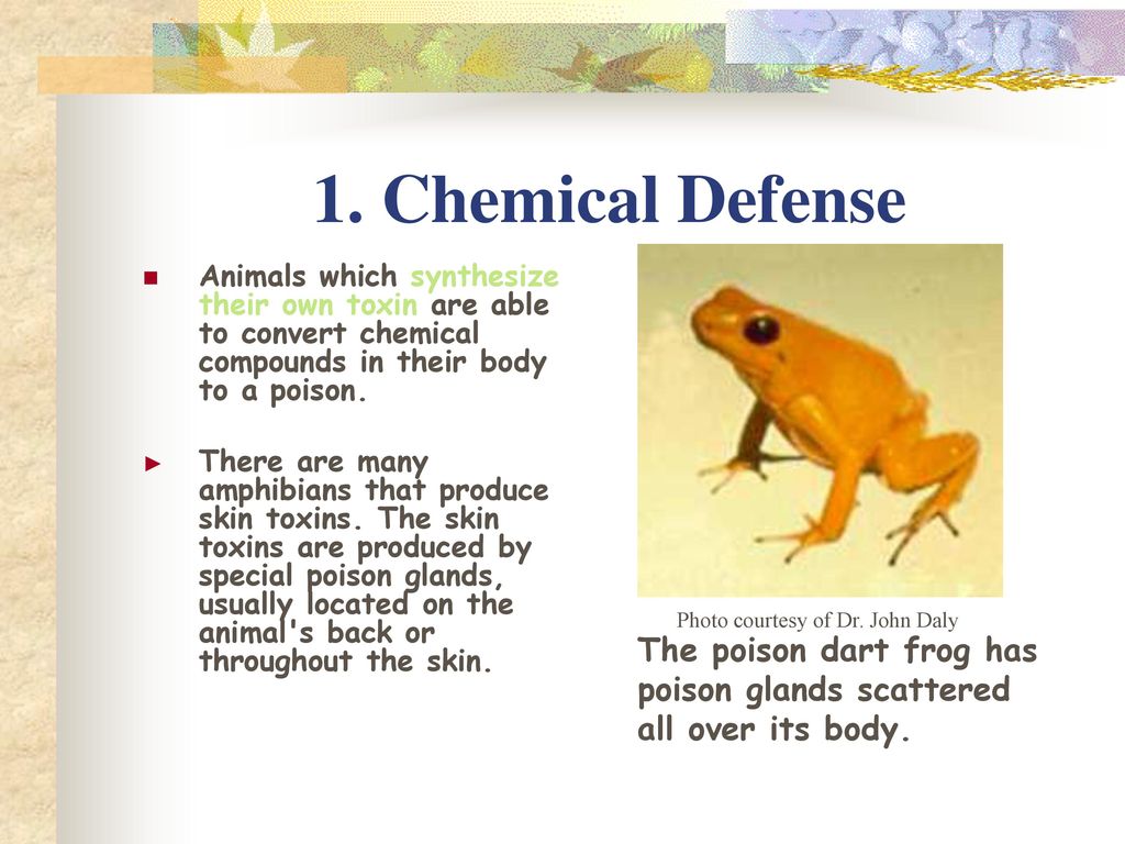 Animal Defense against Predators - ppt download Animal Defense against Predators - ppt download