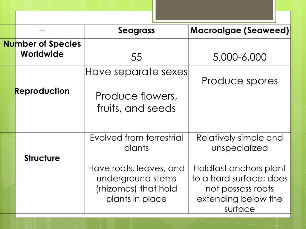 Ecosystem #2: Seagrass Meadows. - ppt download