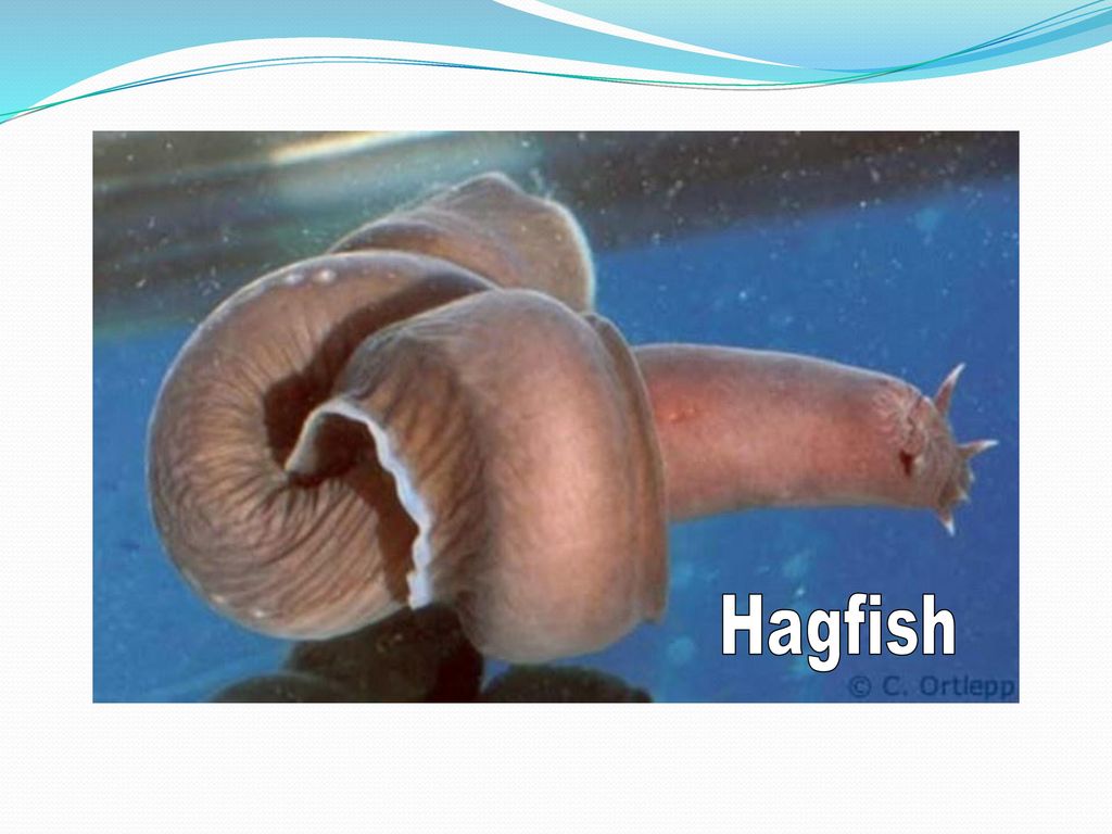 Hagfish