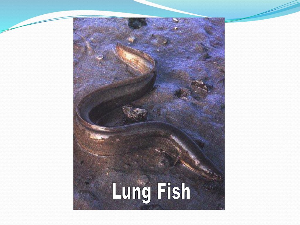 Lung Fish