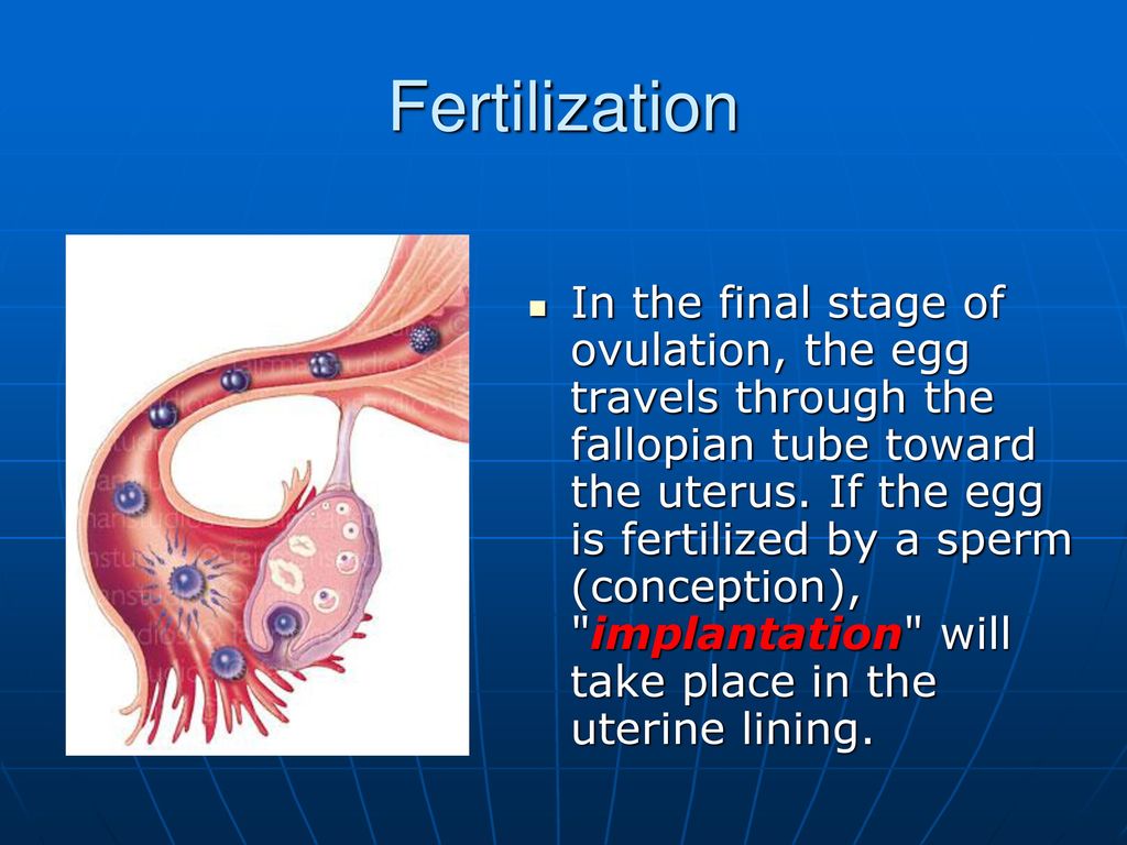 The reproductive system ppt download