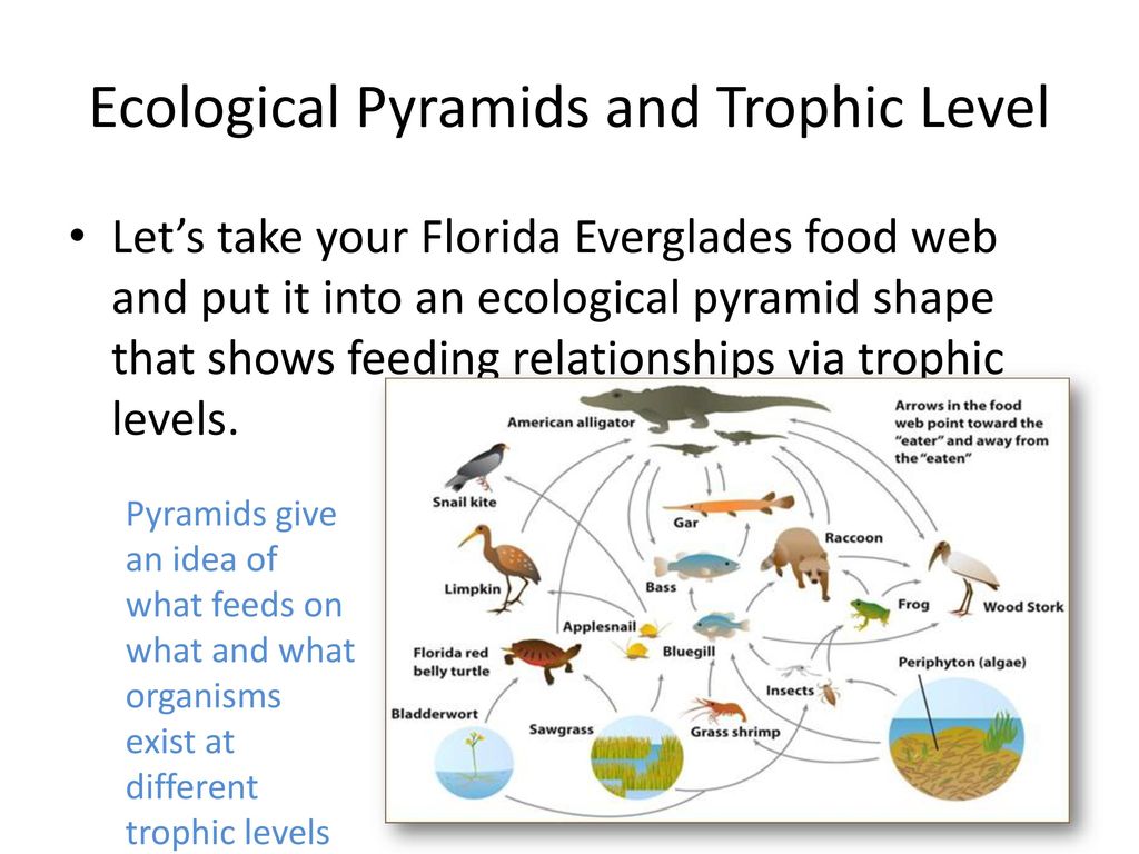 Ecological Pyramids Photosynthesis And Respiration Ppt Download