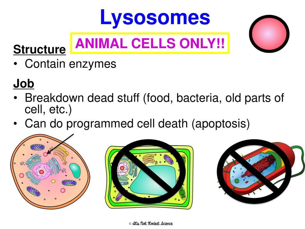 Cell Theory 1 All Living Things Are Made Of Cells Ppt Download