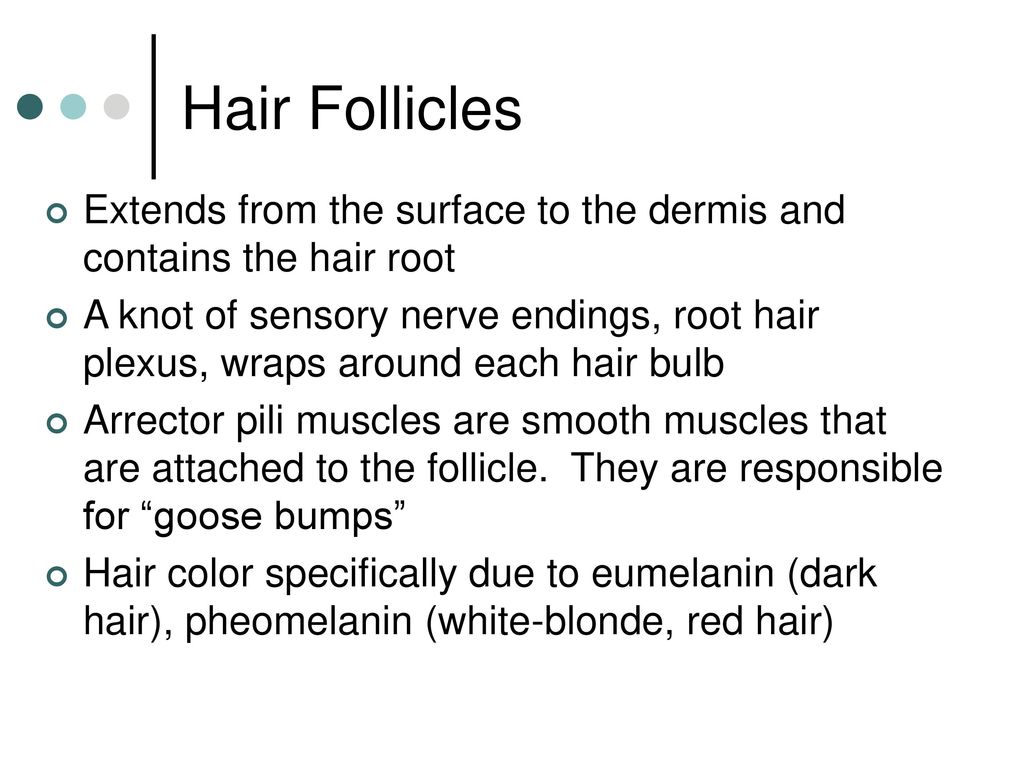Hair Follicles Extends from the surface to the dermis and contains the hair root.