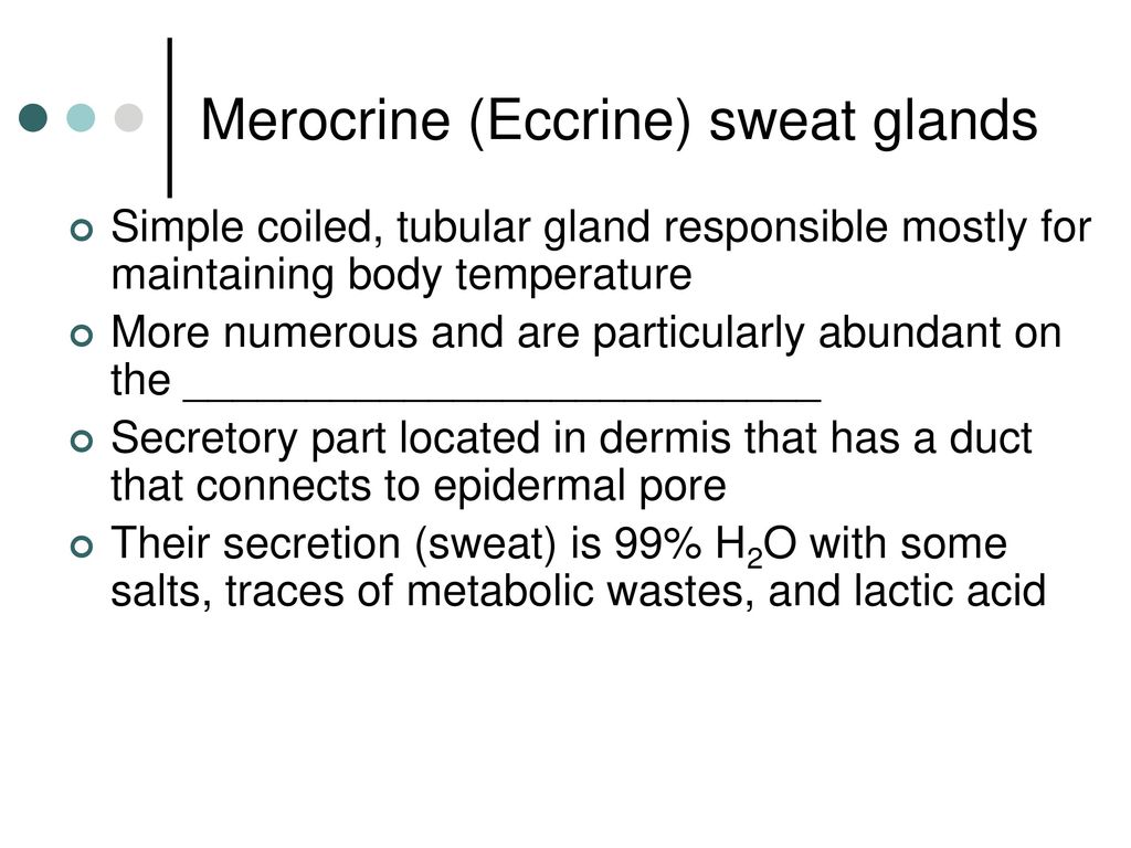 Merocrine (Eccrine) sweat glands