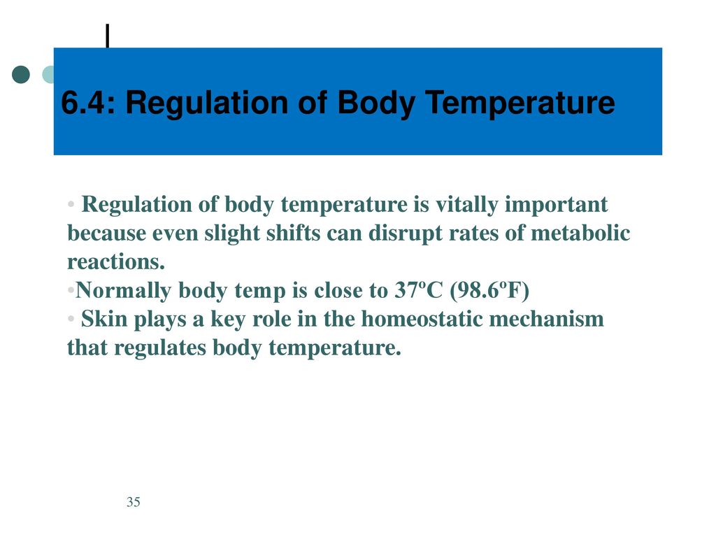 The Integumentary System Ppt Download   6.4  Regulation Of Body Temperature 