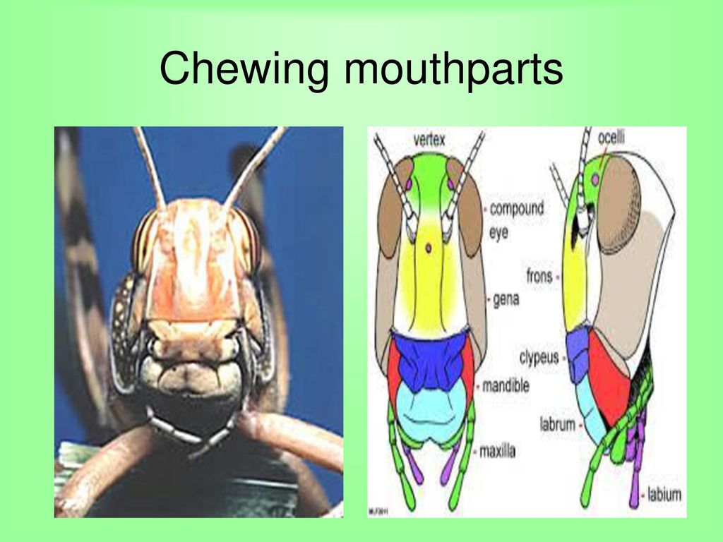 Chewing mouthparts