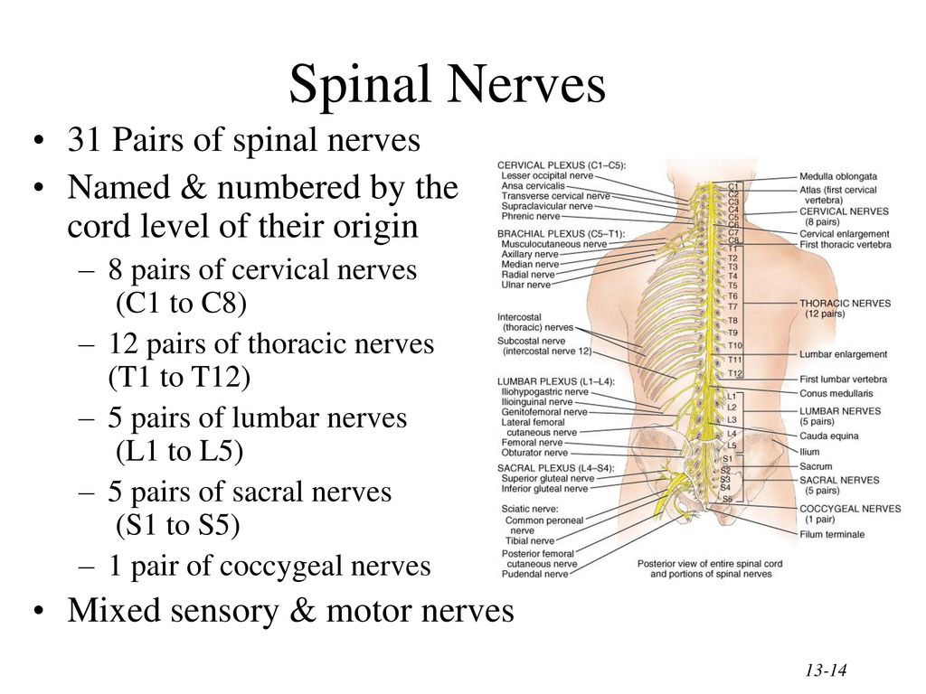 The Spinal Cord & Spinal Nerves - ppt download